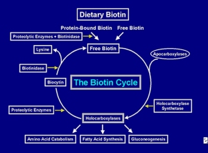 biotin cycle 2
